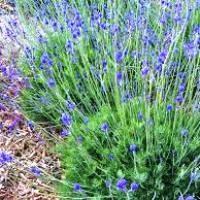 Image of Fern lavender