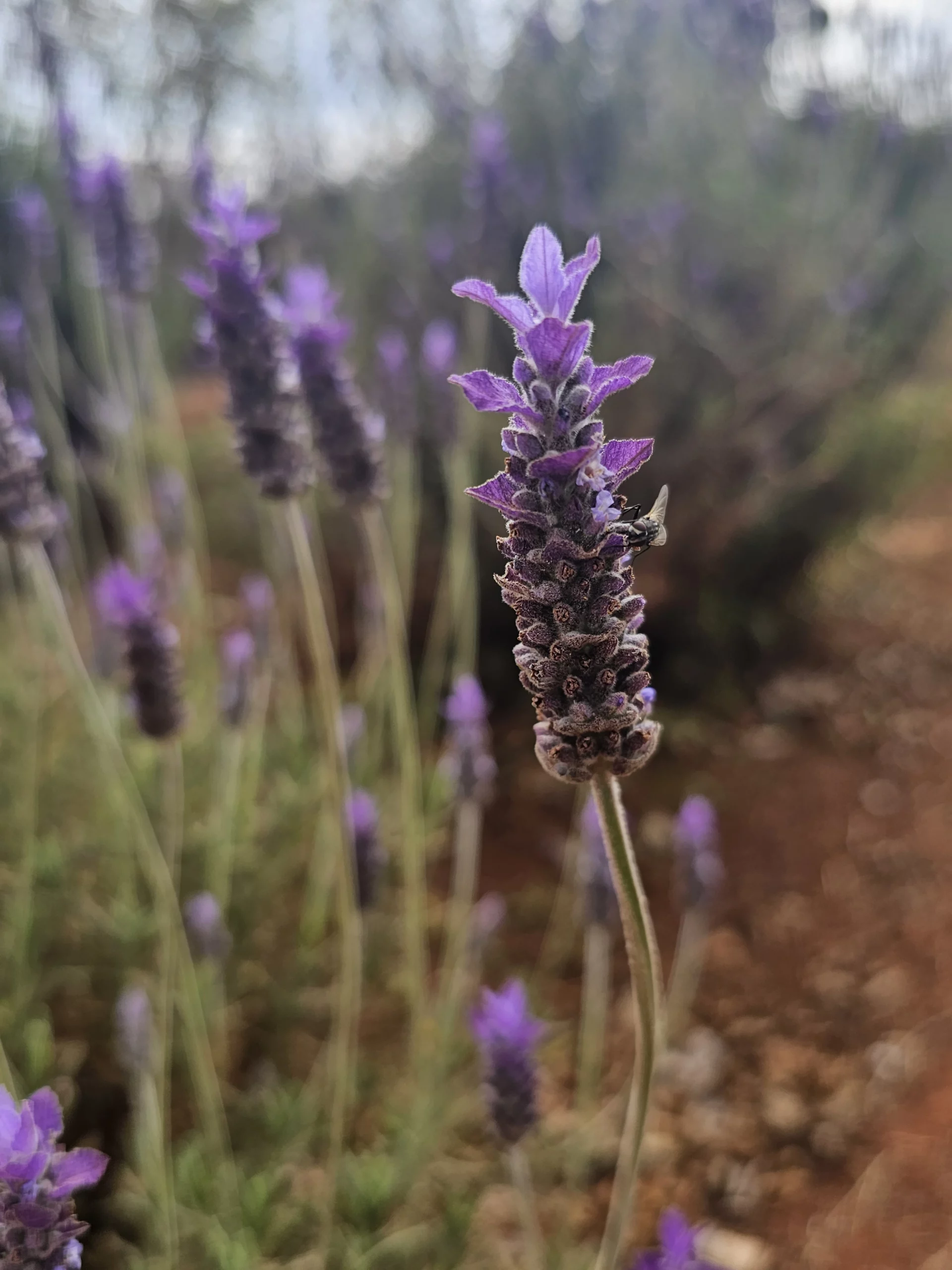 French lavender is Heat & Drought Tolerance