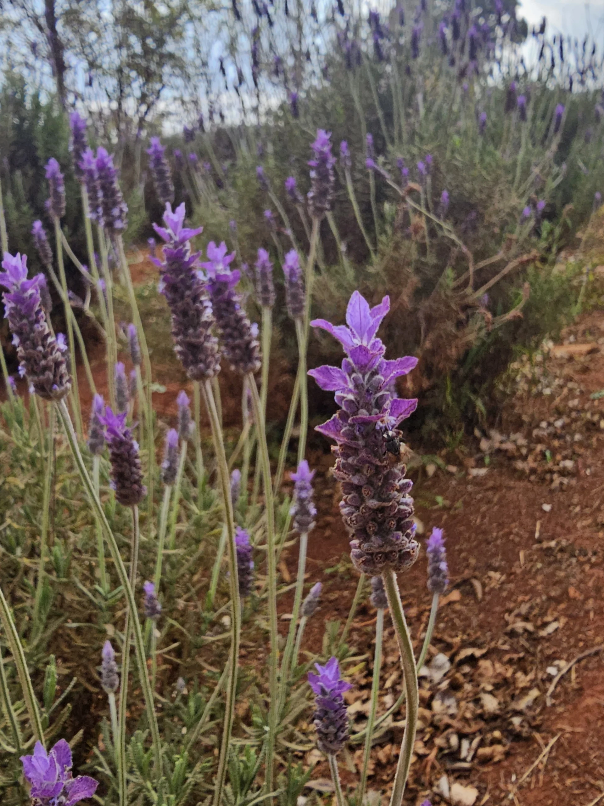 French Lavender (Lavandula dentata) field in pretoria