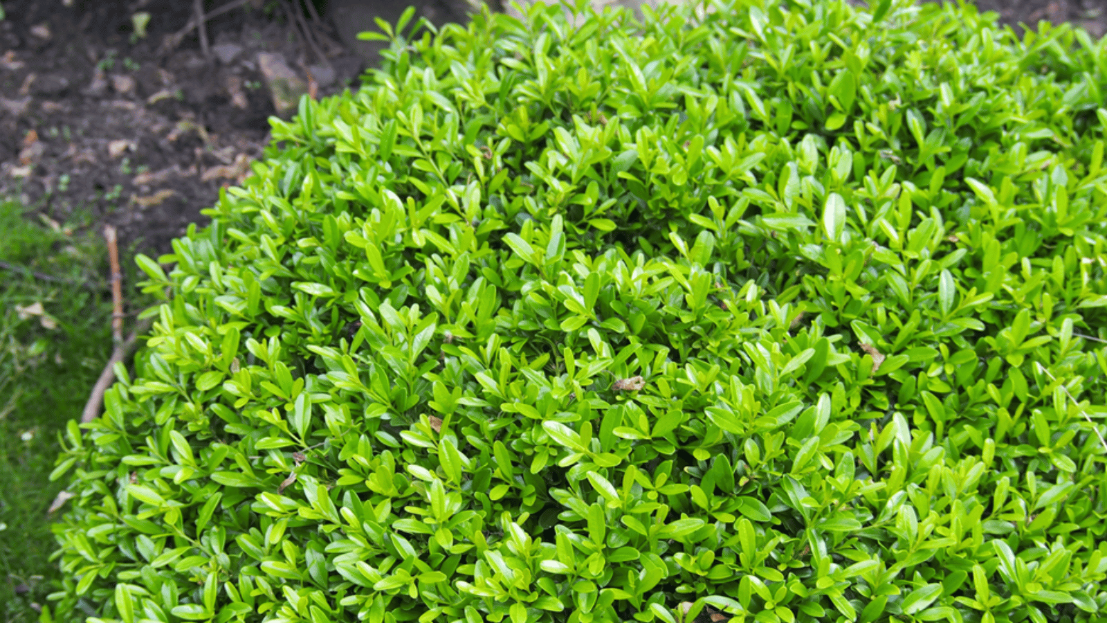 Buxus Boxwood