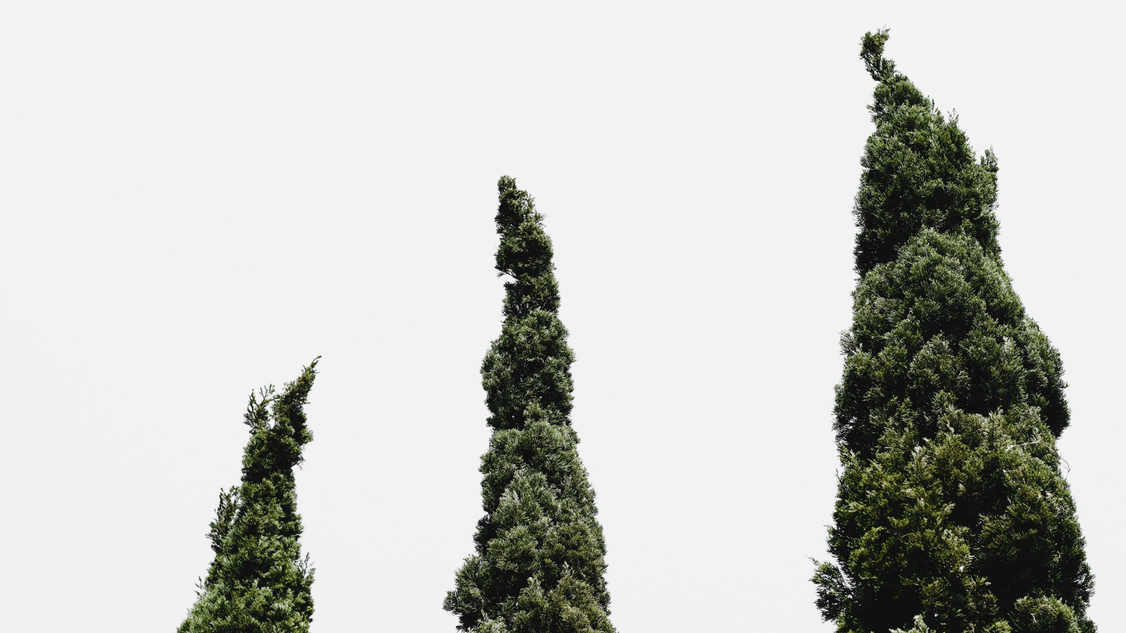 Leyland Cypress