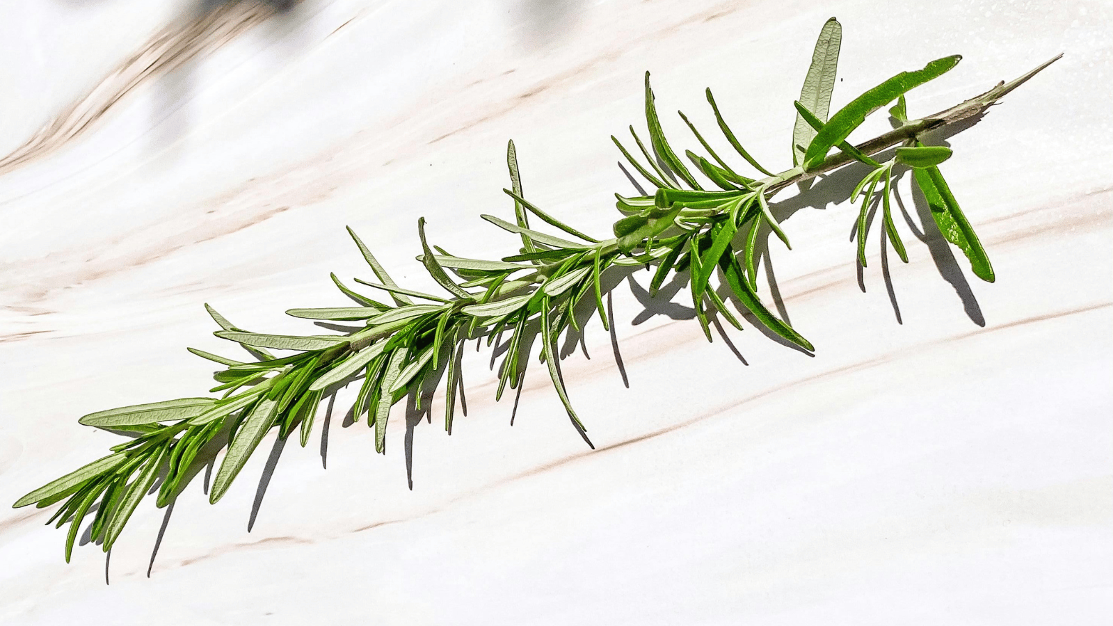 Rosemary