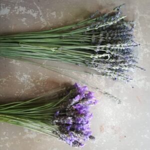 cut flowers lavender, margaret Roberts and French royal crown, Completely free of pesticides and insecticides