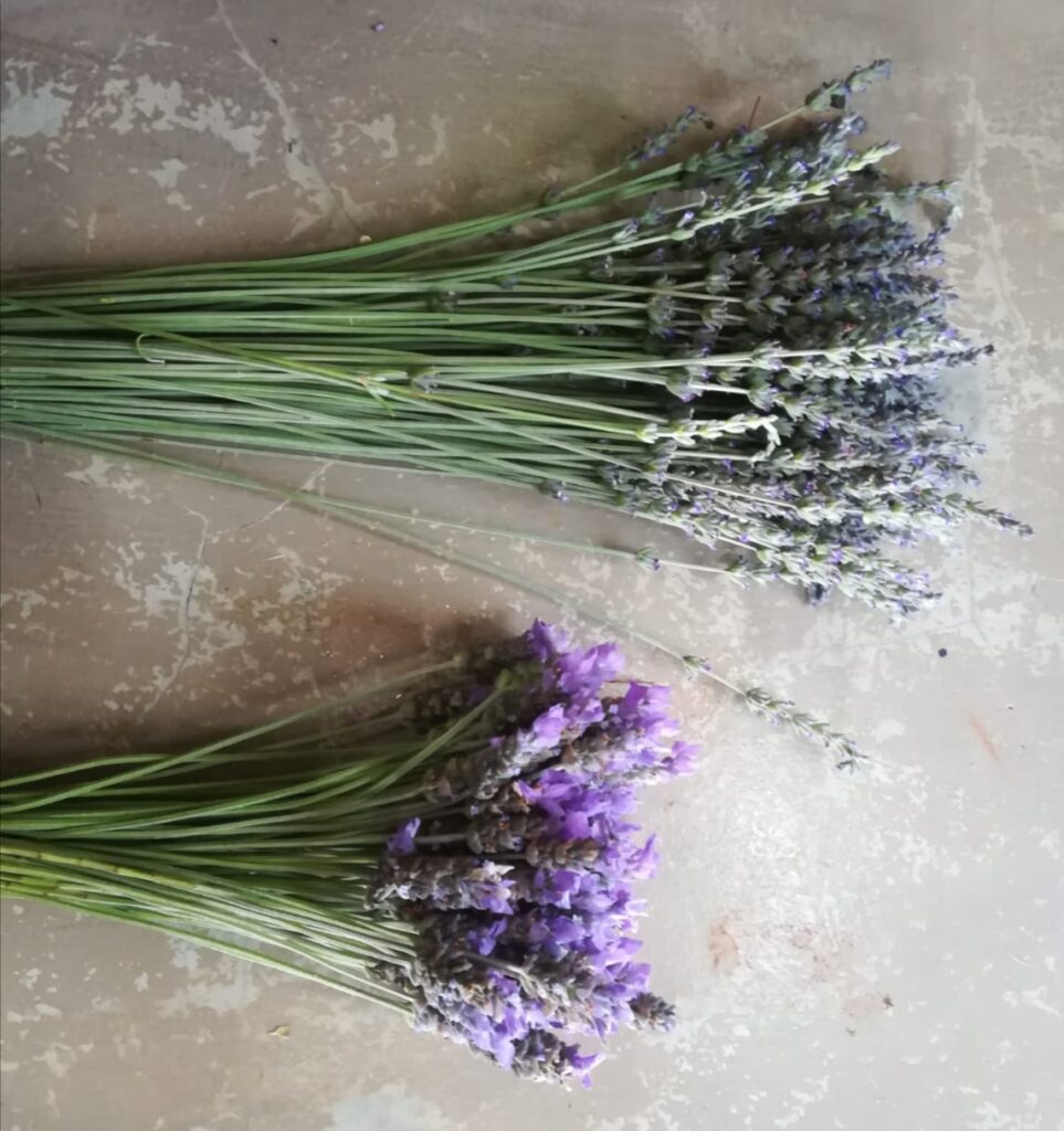 cut flowers lavender, margaret Roberts and French royal crown, Completely free of pesticides and insecticides
