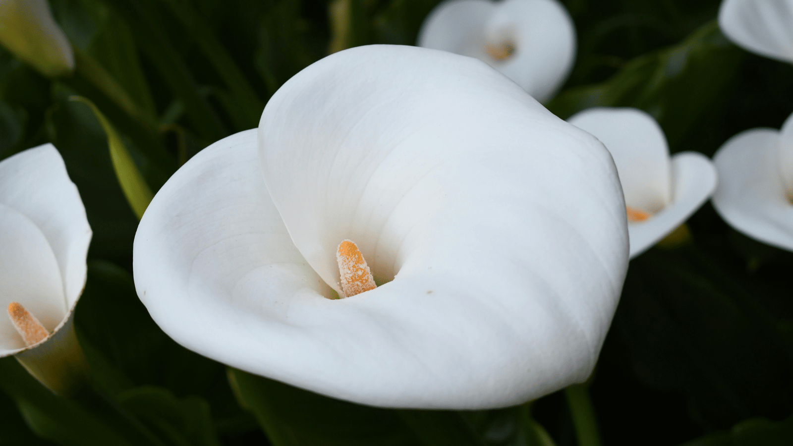 White Arum Lilies