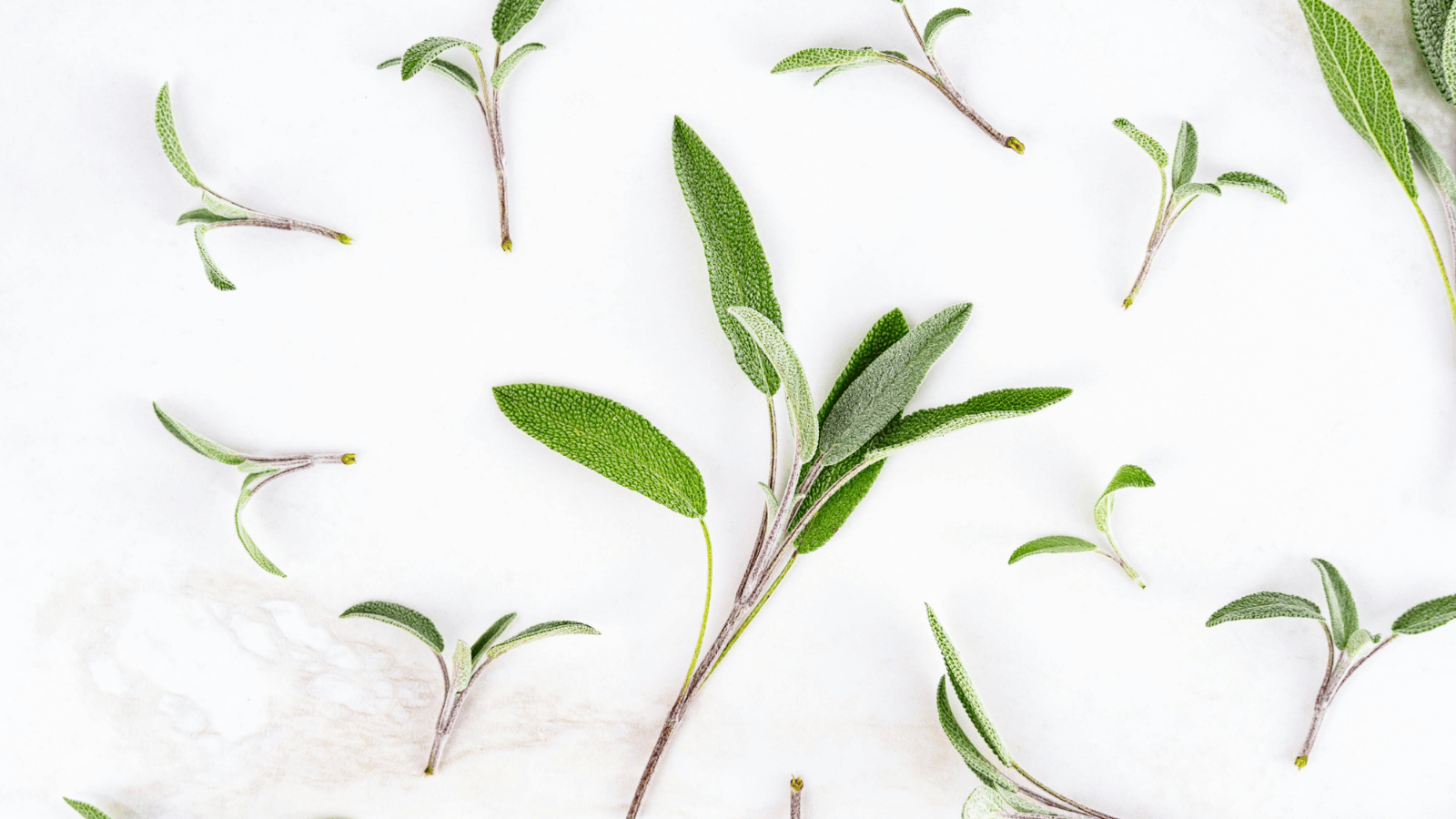 Sage Culinary Herb