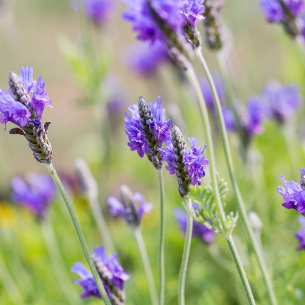 Egyptian lavender Cottage and informal garden