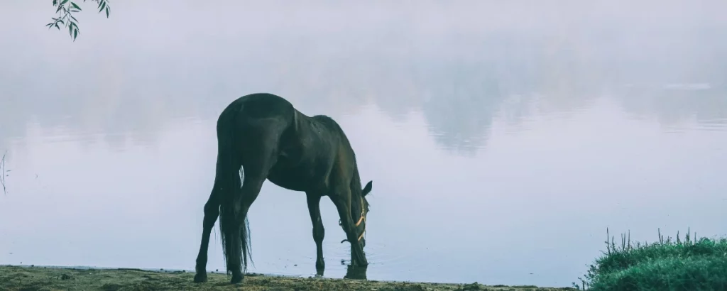 natural calming remedies for horses