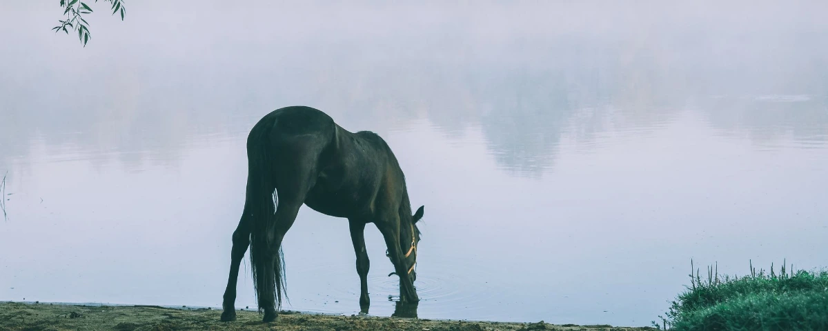 natural calming remedies for horses