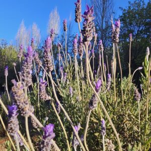 French lavender against a blue sky