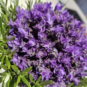 French Royal Crown Lavender Bouquet with 250 stems and rosemary