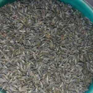 Margaret Roberts Dried Lavender Rice | Ornamental Confetti & Sachets