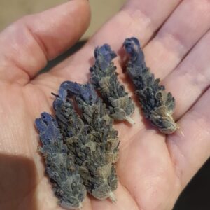 quality french lavender buds for confetti and home use