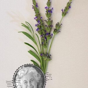 Margaret Roberts Lavender - Lavandula × christiana