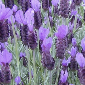 Spanish lavender