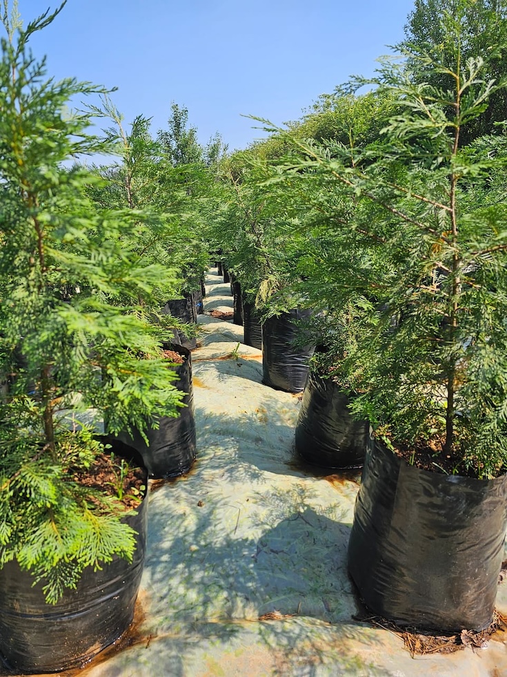 20L Leylandii Cypress 1.1m high best value bulk hedge plants Gauteng in stock