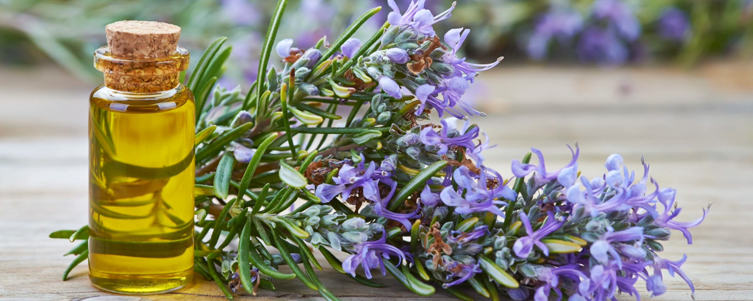 Rosmarinus officinalis 'Tuscan Blue'