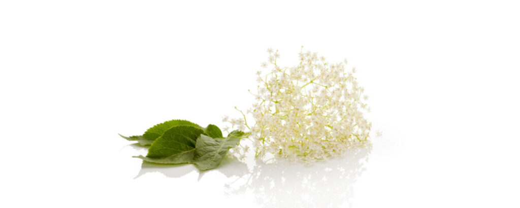 Raw elderflower from the elderberry plant